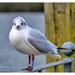 Black-Headed Gull