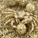 Busy Little Sand Crab