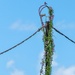 A Blooming Utility Pole by cocokinetic