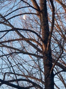 21st Mar 2025 - Moon at Sunrise