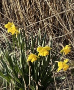 21st Mar 2025 - IMG_6014