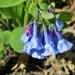 Rainbow, Blue