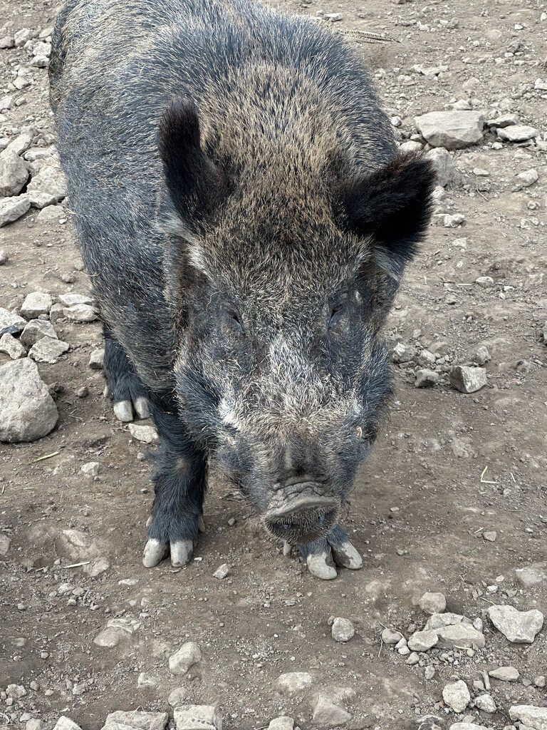 Female Wild Boar by 365projectmaxine