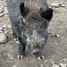 Female Wild Boar