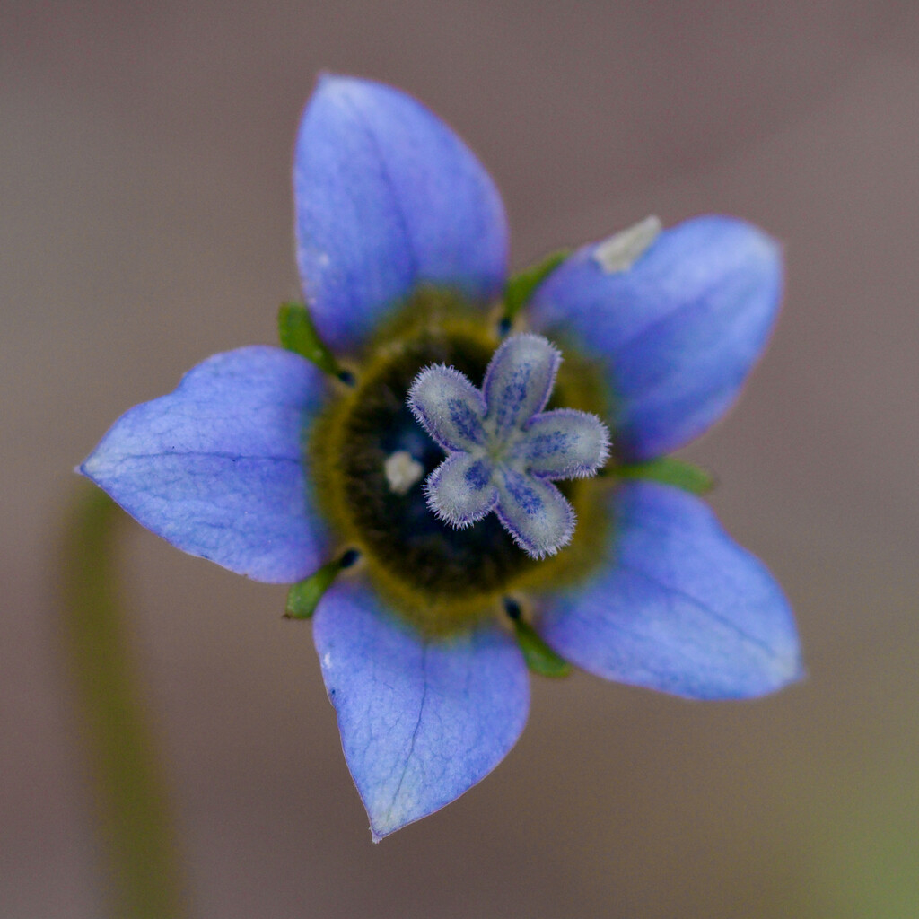 Cape Bluebell PA123926 by merrelyn