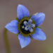 Cape Bluebell PA123926