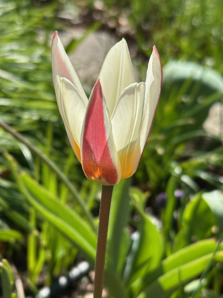 Early Tulip by 365projectmaxine