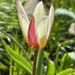 Early Tulip