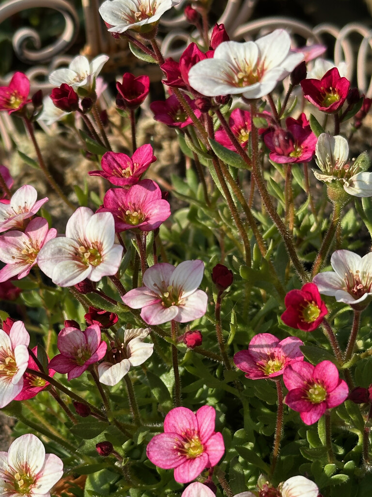 Saxifrage in the Sun by 365projectmaxine