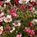 Saxifrage in the Sun