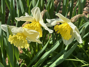 19th Mar 2025 - Cheerfulness