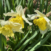 Cheerfulness