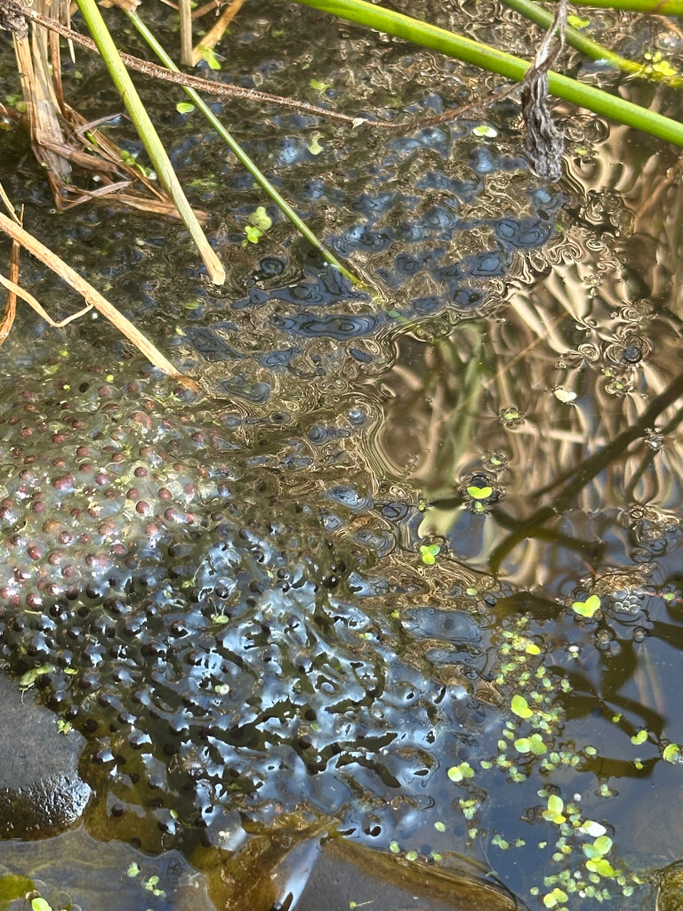 The Frogs are Back by 365projectmaxine