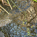 The Frogs are Back