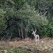 Whitetail in trees 