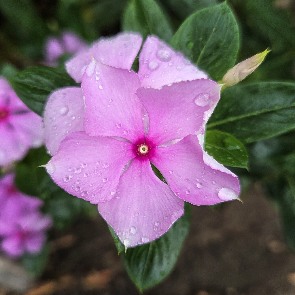 Finally had some rain by salza