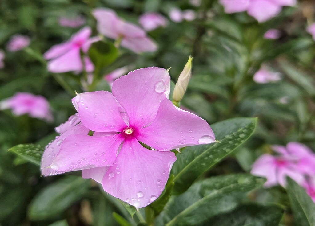 Raindrops  by salza