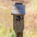 LHG_8774 Bluebird nest gatherings by rontu