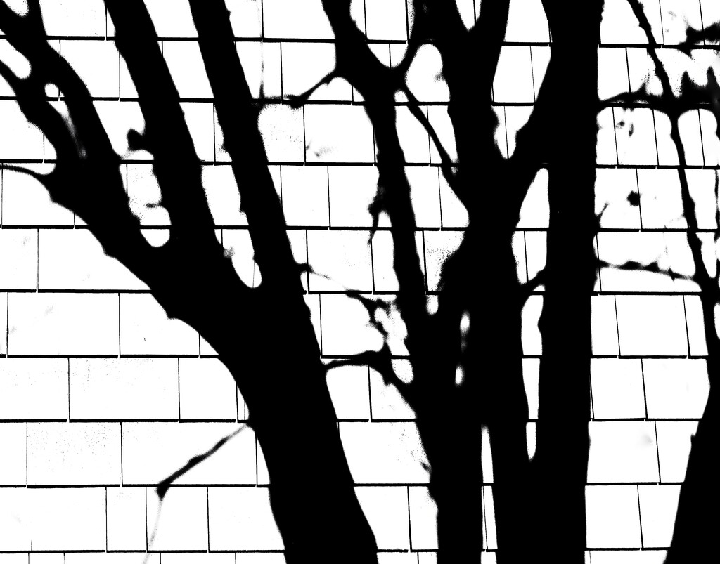 Tree shadows by joemuli