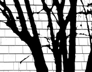 21st Mar 2025 - Tree shadows