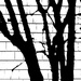 Tree shadows