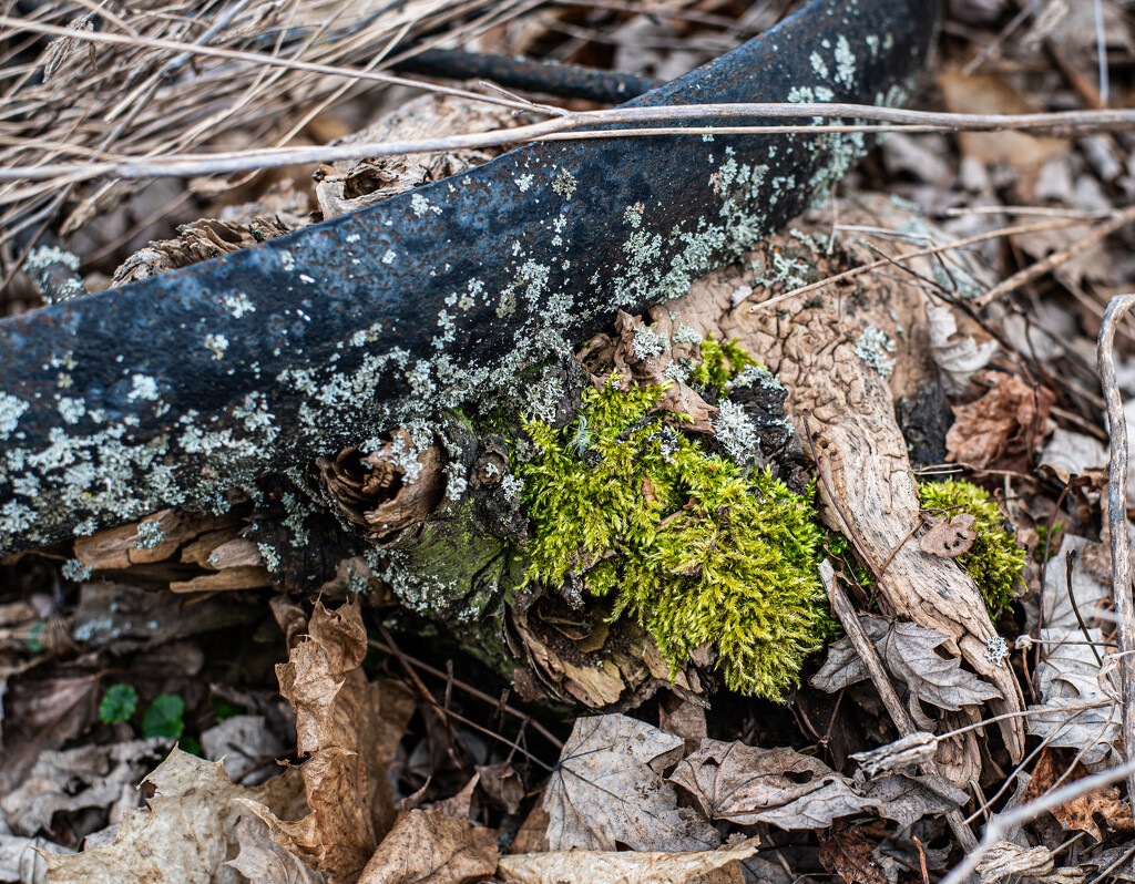 Moss and lichen by darchibald
