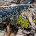Moss and lichen