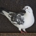 Pigeon 21/31