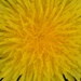 A dandelion 