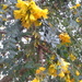 NZ tree?