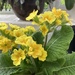 Polyanthus