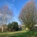 Three trees