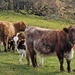 cows and calves by christophercox