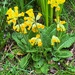 First cowslips