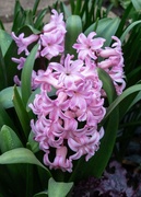 21st Mar 2025 - Rainbow month pink 3
