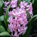 Rainbow month pink 3