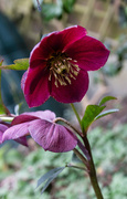 18th Mar 2025 - Rainbow month purple 3