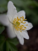 21st Mar 2025 - Wood Anemone
