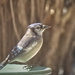 Just a Jay