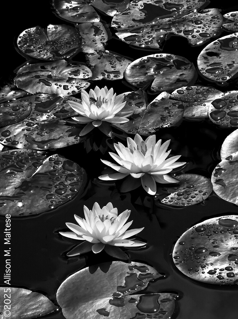 Water Lilies in Monochrome by falcon11