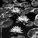 Water Lilies in Monochrome