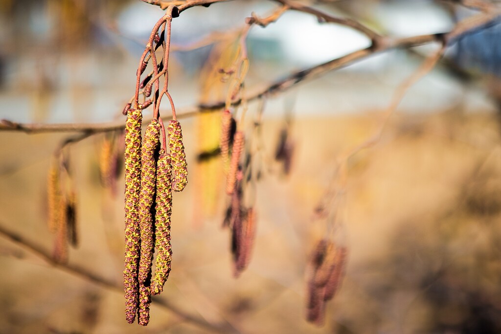 Black alder by okvalle