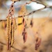 Black alder