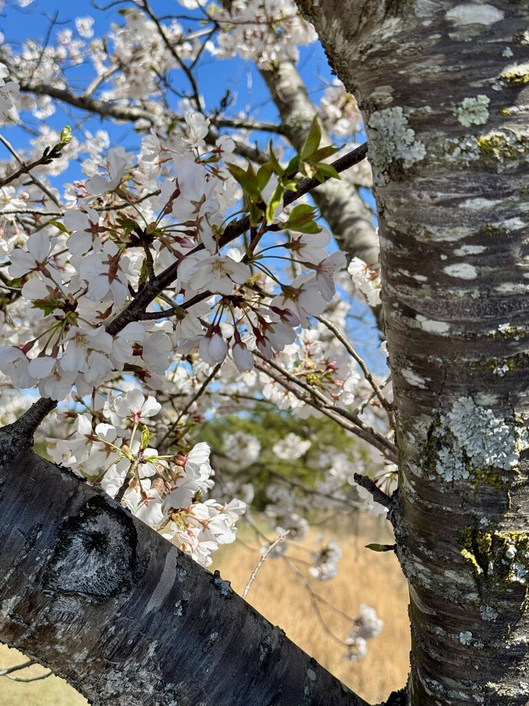 Japanese Cherry by kvphoto