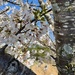 Japanese Cherry