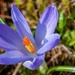 Purple Crocus
