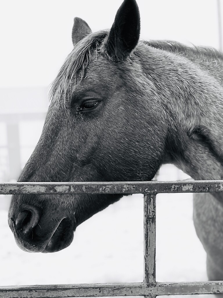 Another Horse by ikik