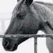 Another Horse