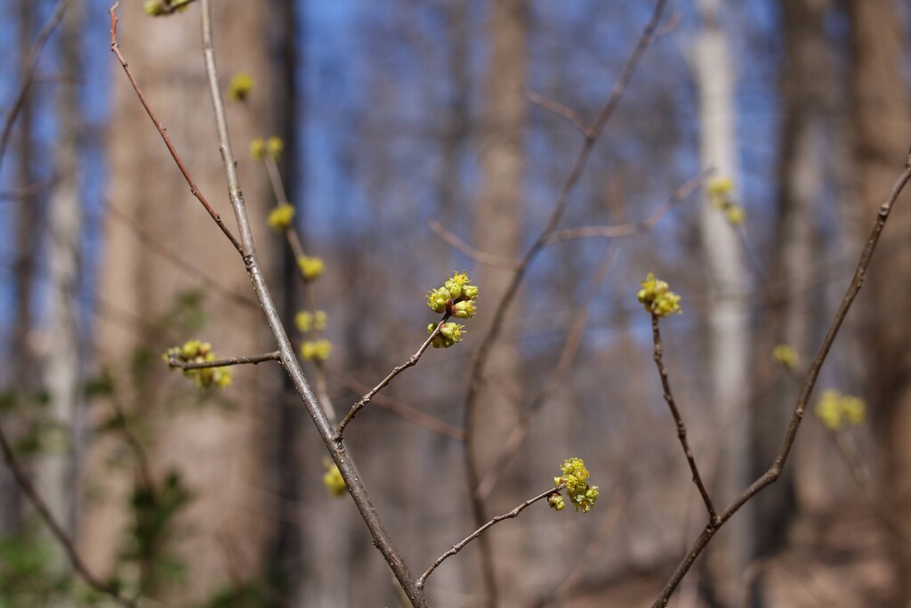 Northern Spicebush by librarymom