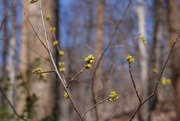 21st Mar 2025 - Northern Spicebush